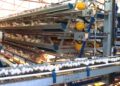 Producción de huevo en Sonora mantiene crecimiento sostenido y fortalece la seguridad alimentaria