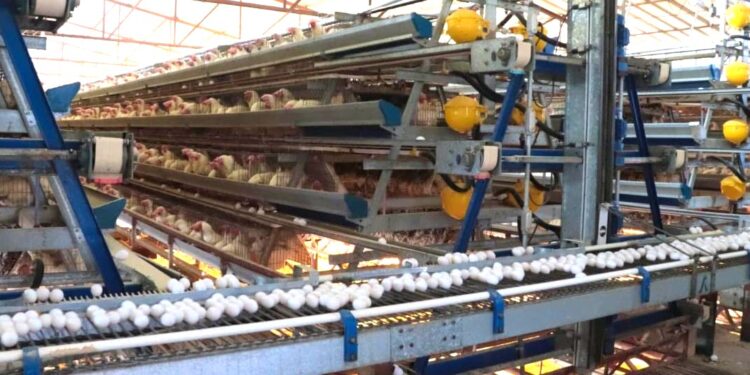 Producción de huevo en Sonora mantiene crecimiento sostenido y fortalece la seguridad alimentaria